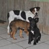 LASSIE - geb. ca. 06/2020 - Beagle Mix