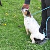 LASSIE - geb. ca. 06/2020 - Beagle Mix