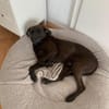 Teddy,  sanfter Schmusebär, ca. 5 Jahre