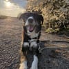 Tucker (ehemals Max) 5J Rohdiant