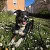 Tucker (ehemals Max) 5J Rohdiant