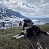 Tucker (ehemals Max) 5J Rohdiant