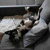 Tucker (ehemals Max) 5J Rohdiant