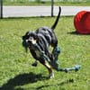 Rex - Schnüffelnase sucht Zuhause