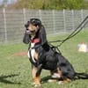 Rex - Schnüffelnase sucht Zuhause