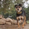 RUBI