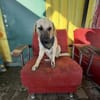 Smartie sucht ein Zuhause / Pflegestelle
