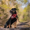 Foxy-Charakterhund sucht klare Führung