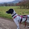 Frankie - wartet in 32683 Barntrup
