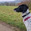 Frankie - wartet in 32683 Barntrup