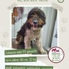 Yasso sucht ein Zuhause / Pflegestelle