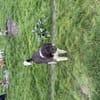 Yasso sucht ein Zuhause / Pflegestelle