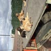 Yasso sucht ein Zuhause / Pflegestelle