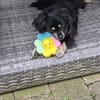**Cindy  klein, aber oho 🐾** (E)