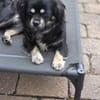 **Cindy  klein, aber oho 🐾** (E)