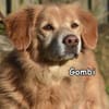 GOMBI