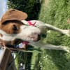 Hugo - sanfter Junghund sucht Zuhause