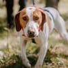 Hugo - sanfter Junghund sucht Zuhause