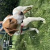 Hugo - sanfter Junghund sucht Zuhause