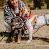 Hugo - sanfter Junghund sucht Zuhause