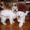 Lieber Beni sucht seine Familie