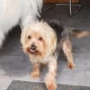 Szuzi, kleines Yorkshire MIx Mädchen