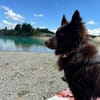 Frodo, lustiges Kämpferherz, ca. 1 Jahr