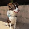 Border Collie Faye wartet in Deutschland