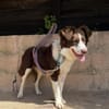 Border Collie Faye wartet in Deutschland