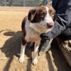 Border Collie Faye wartet in Deutschland