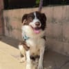 Border Collie Faye wartet in Deutschland