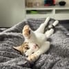 Biscuit, freundliche Schmusekatze, 10 M.