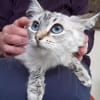 Mabiche