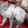 Mabiche