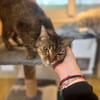 GERALDINE A17405