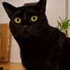 Salem