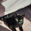 Salem