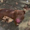 Pollux, mâle croisé Shar Pei, né le 03/06/2024 🐶