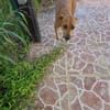 Frisky, Mâle, X Berger, né le 01/04/2025 🐶