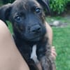 Alvin, Mâle X Berger, né le 05/03/2026 🐶