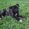 Alvin, Mâle X Berger, né le 05/03/2026 🐶