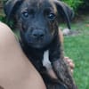 Alvin, Mâle X Berger, né le 05/03/2026 🐶