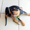 NERA, chiot femelle Berger Créole