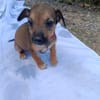 NEYA, CHIOT FEMELLE BERGER CRÉOLE