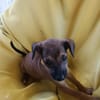 NEYA, CHIOT FEMELLE BERGER CRÉOLE