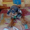 RIVEN, CHIOT MÂLE BERGER CRÉOLE