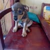 RIVEN, CHIOT MÂLE BERGER CRÉOLE