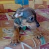 RIVEN, CHIOT MÂLE BERGER CRÉOLE