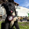 Ajax sucht sein Für-immer-Zuhause 🐾🤍