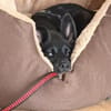 Ajax sucht sein Für-immer-Zuhause 🐾🤍